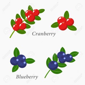 Cranberries and blueberries. Berry fruit vector illustration